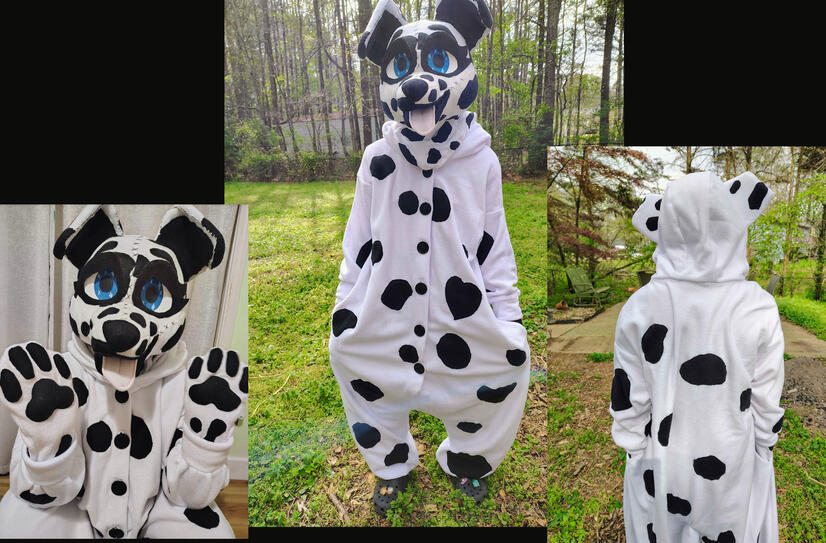 dalmation